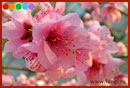 Цветок Персика в Ба Цзы